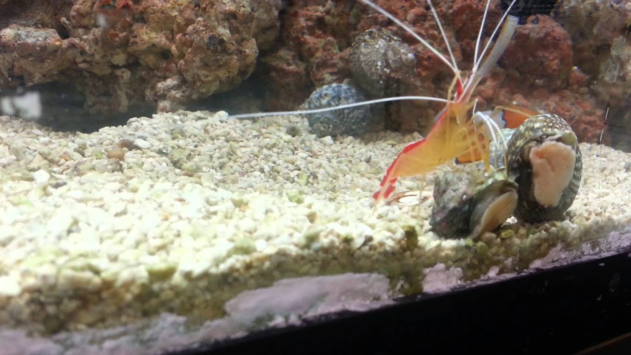 Petco2
