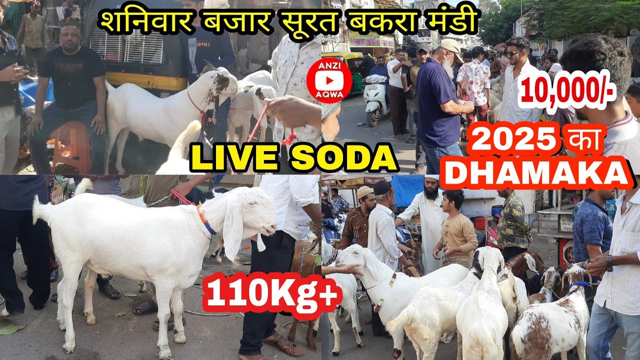 Live Soda , Saniwar Bazar Surat Bakra Mandi | Sachin Bakra Mandi | anzi aqwa