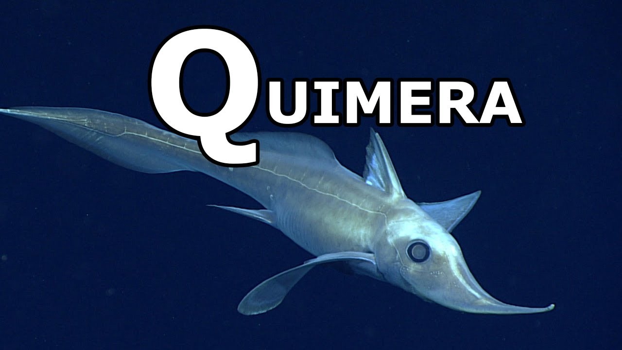 Este extraño pez tiene unos dientes únicos | Biología de la A a la Z: Quimera
