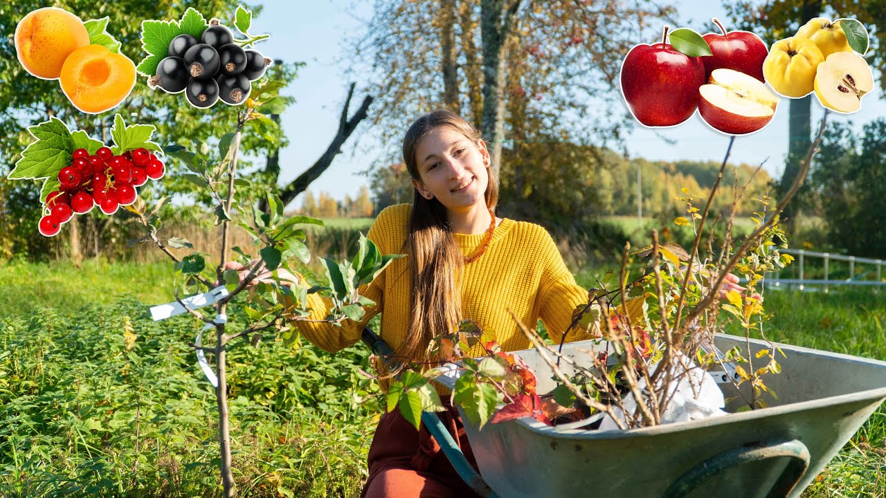 Planting MANY Fruit Trees and Berry Bushes