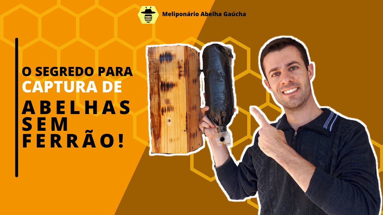 Tudo Sobre Atrativo para Captura de Abelhas sem Ferrão!