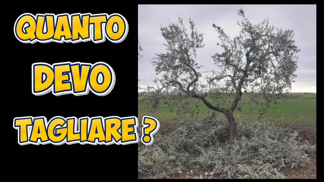 Ecco quanto si deve potare un OLIVO