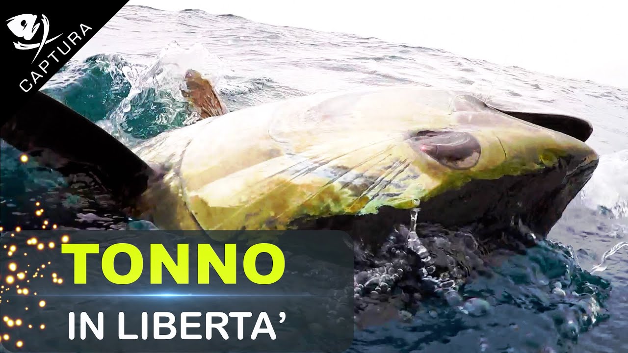 Pesca al tonno in libertà assoluta