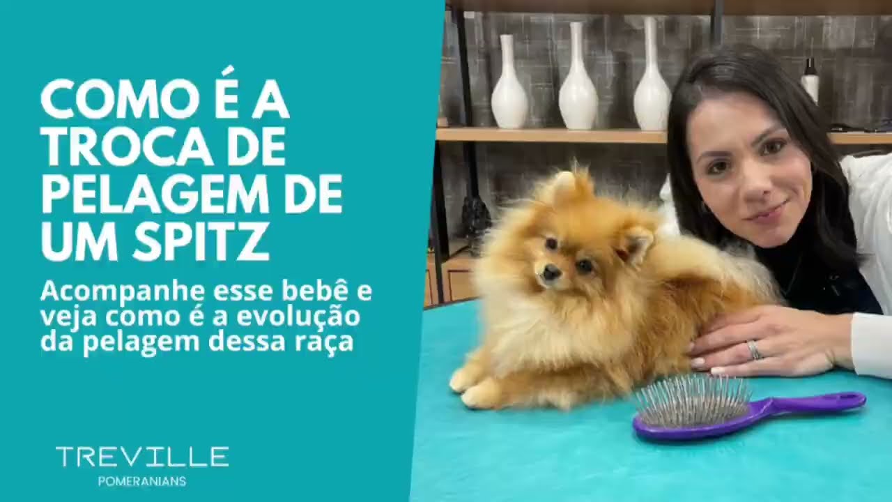 Como é a troca de pelagem do Spitz Alemão?
