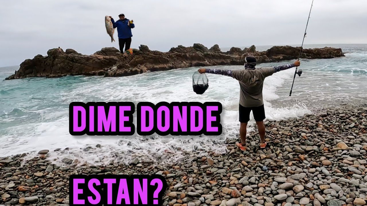 un cardumen buscado por varias zonas...