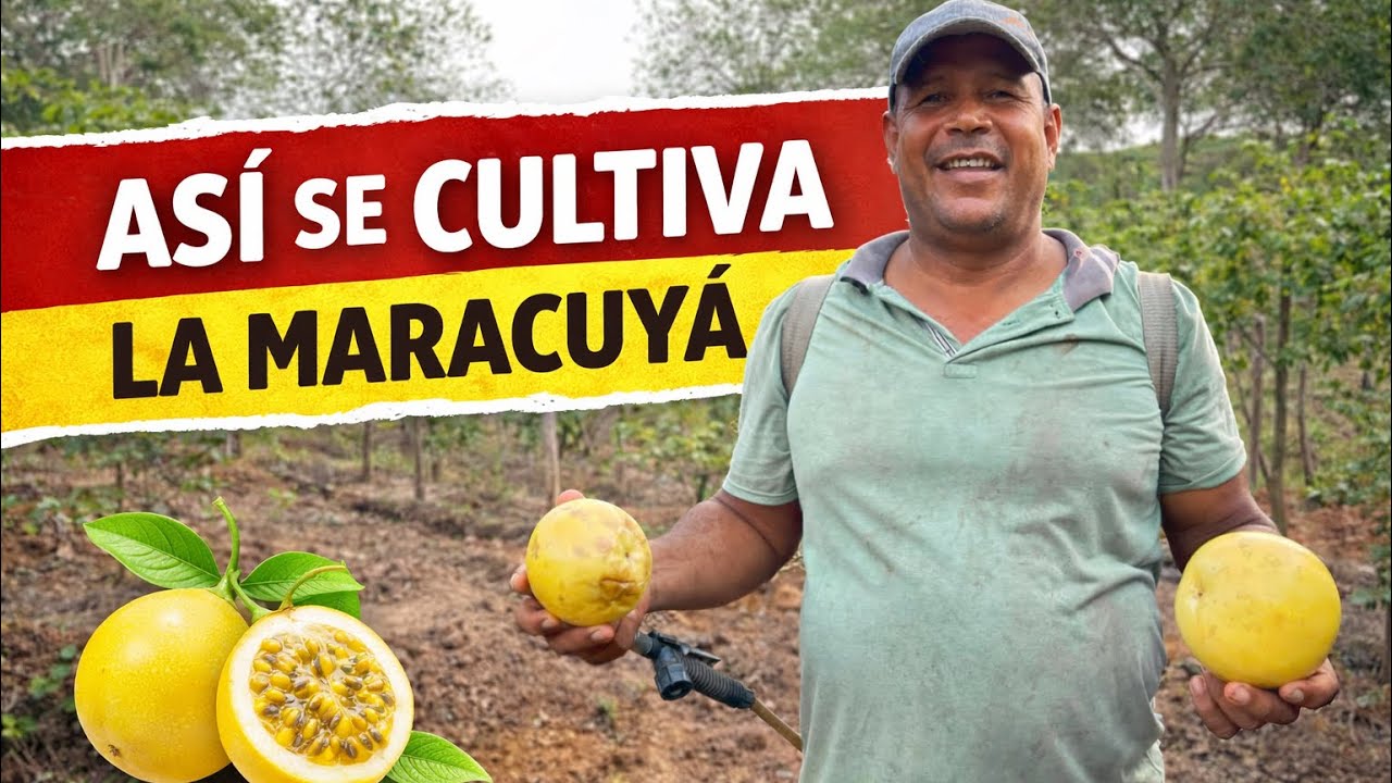 Así se cultiva la maracuya - Córdoba en vivo 