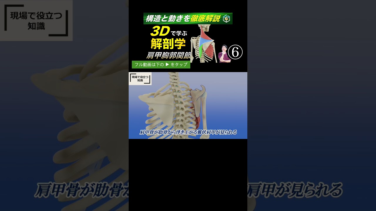 肩甲胸郭関節の動作観察のコツ【国試で差がつく肩】肩甲胸郭関節を3Dで徹底解説！翼状肩甲・2:1リズムが一発でつながる
