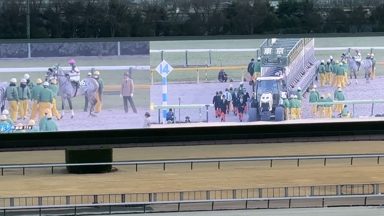 2026年2月1日 東京競馬場 東京11R 根岸ステークス #東京競馬場 #競馬場 #競馬 #ロードフォンス 