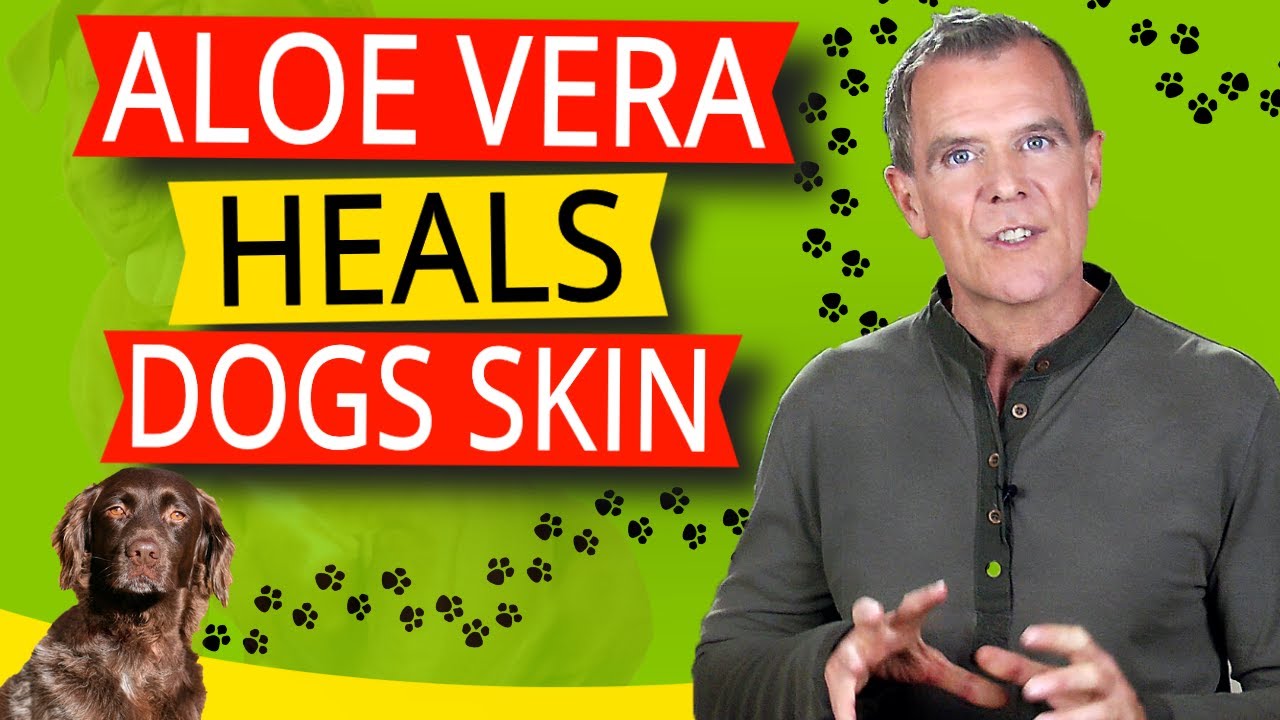 Aloe Vera For Dogs (5 Healthy Benefits For Dog Skin Health)