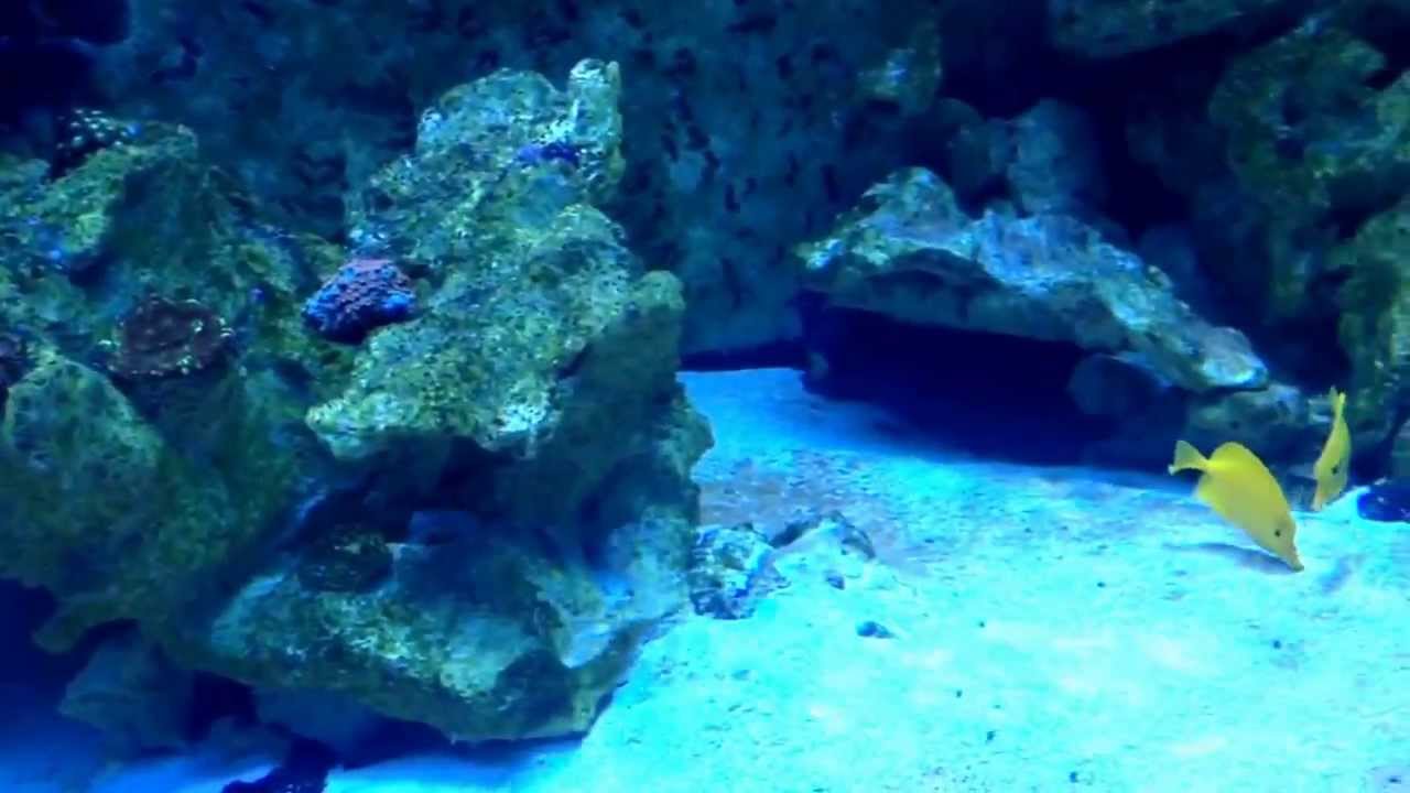 Craigars 660 gallon with  new wp60 and wp40 for wave makers tank has been running for two months