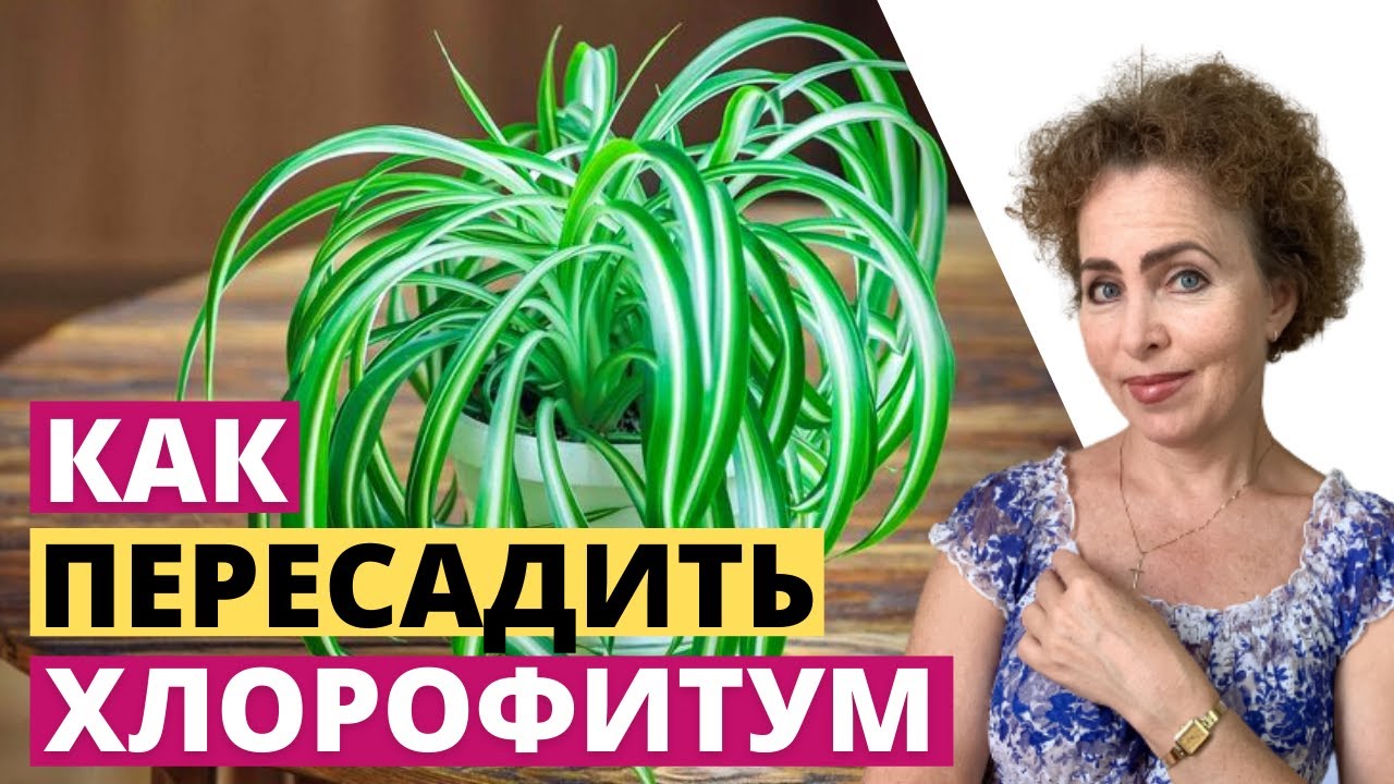 Пересадка Хлорофитума