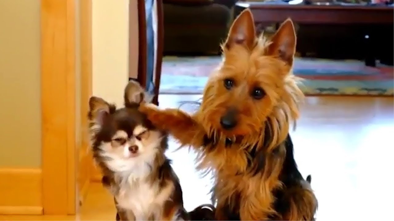 Wait Until You See What Happens Next! 🤣 Funniest Dog Moments 2026 #11