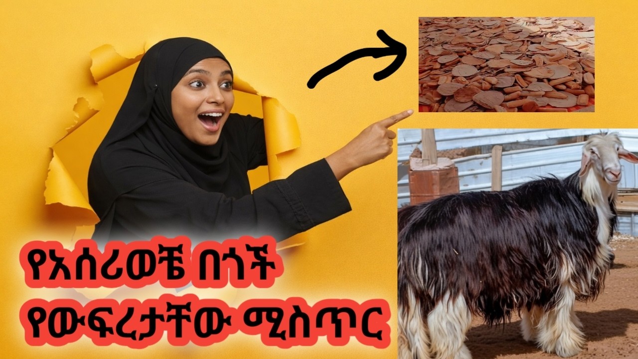 በግ ወይንስ በሬ 🤔