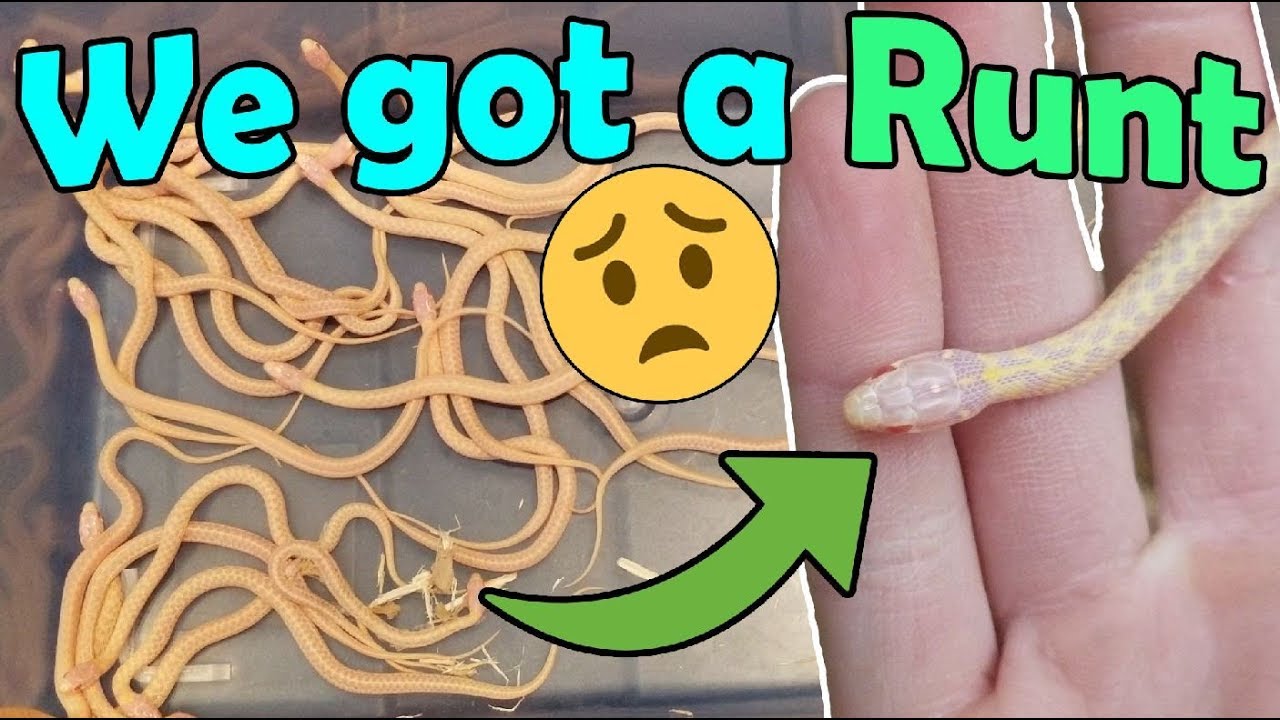 Our Albino Garter Snake Gave Birth!
