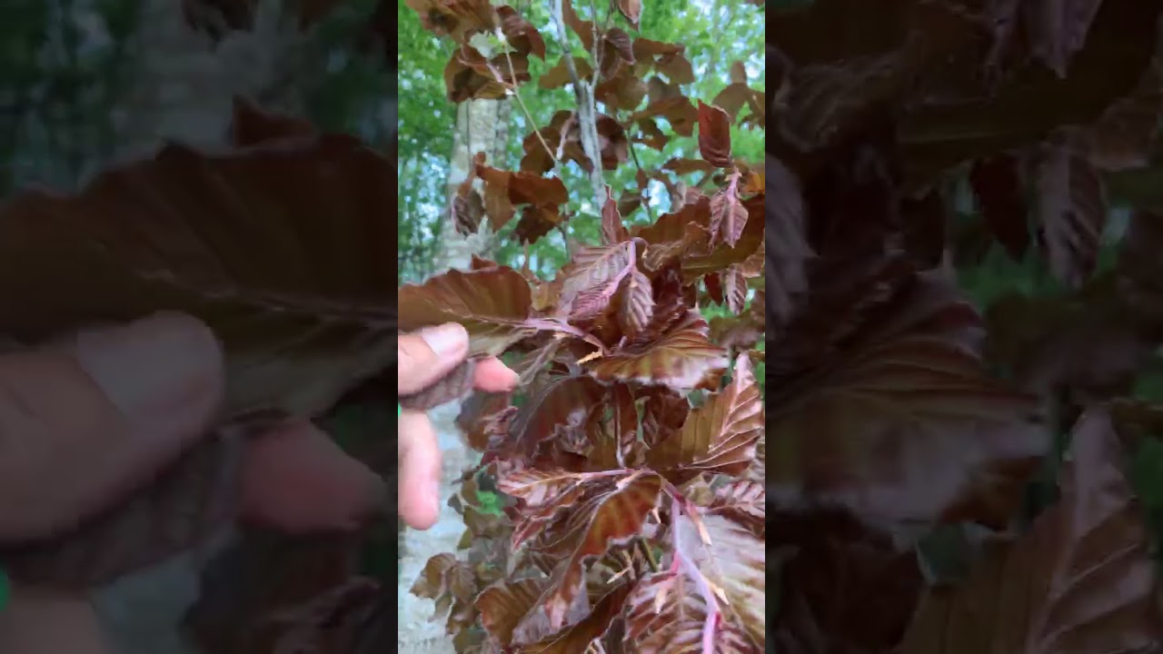 Fagus sylvatica 'Red Obelisk'