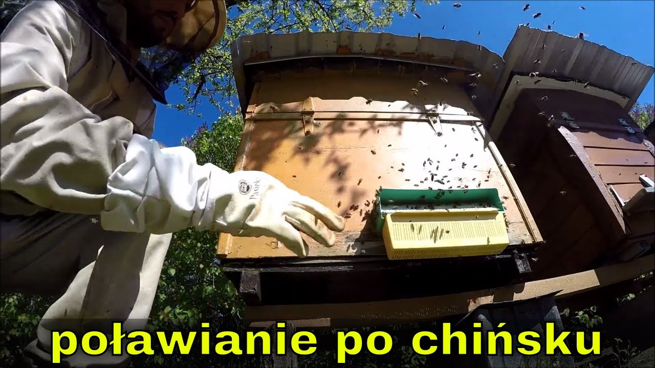 Poławiacz pyłku na chińskie pszczoły! To nie takie proste.