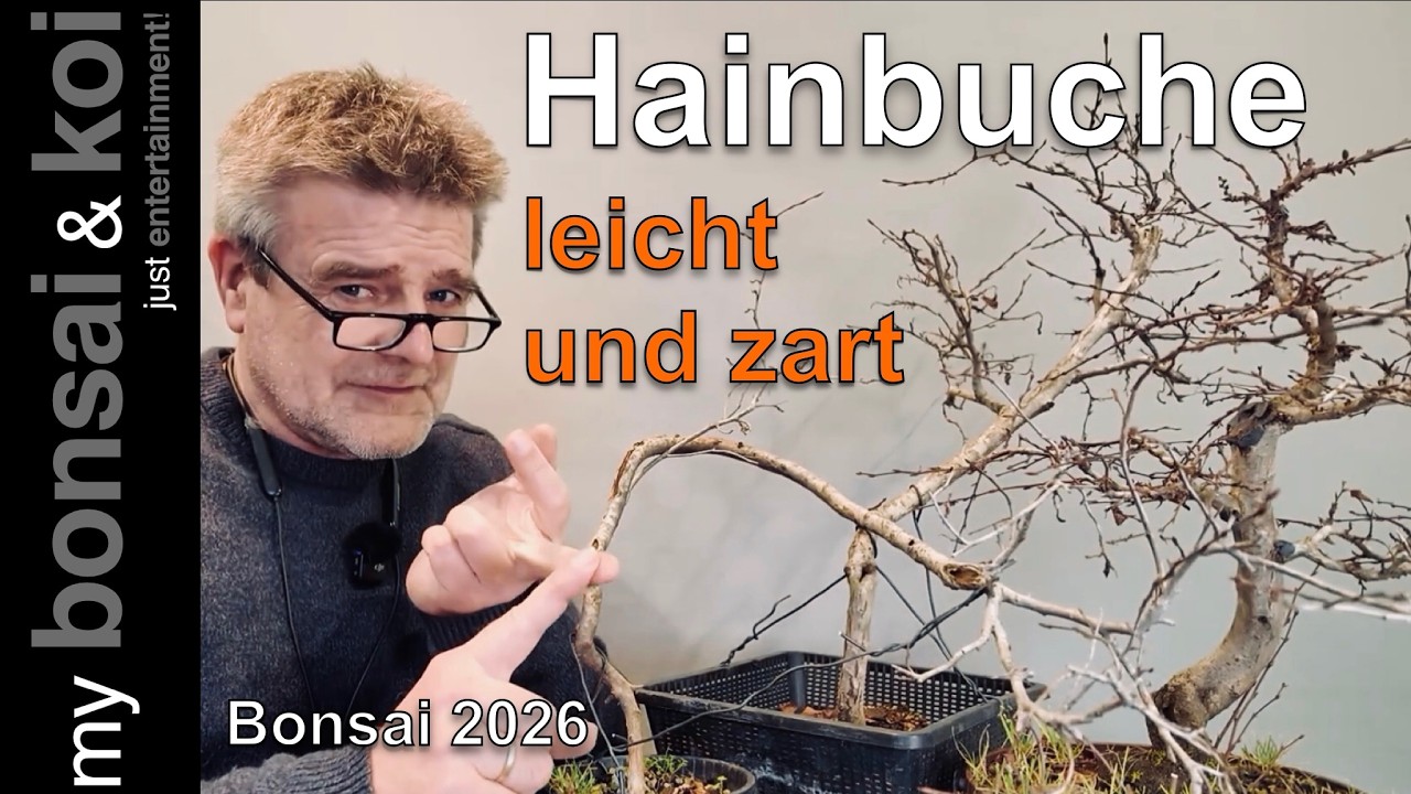 Bonsai 2026-8  - Hainbuche - Carpinus orientalis - leichte und zarte Bäume - #bockaufbonsai