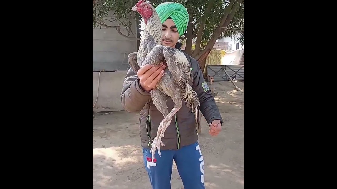 salety java aseel murga#, Ajay bai da