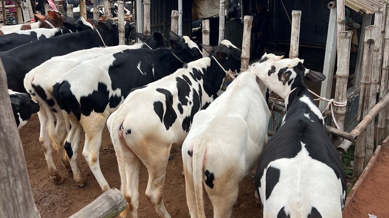 মাএ ৪৫ হাজার টাকা গরু কিনুন সাথে সারা বাংলাদেশ গাড়ি ভাড়া ও রাখাল খরচ ফ্রী ১০০% খামার উপযোগী গরু।। 
