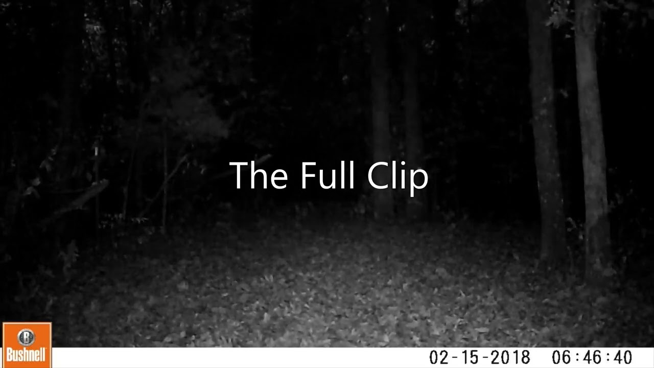 Videos of ghost orbs caught by trail camera