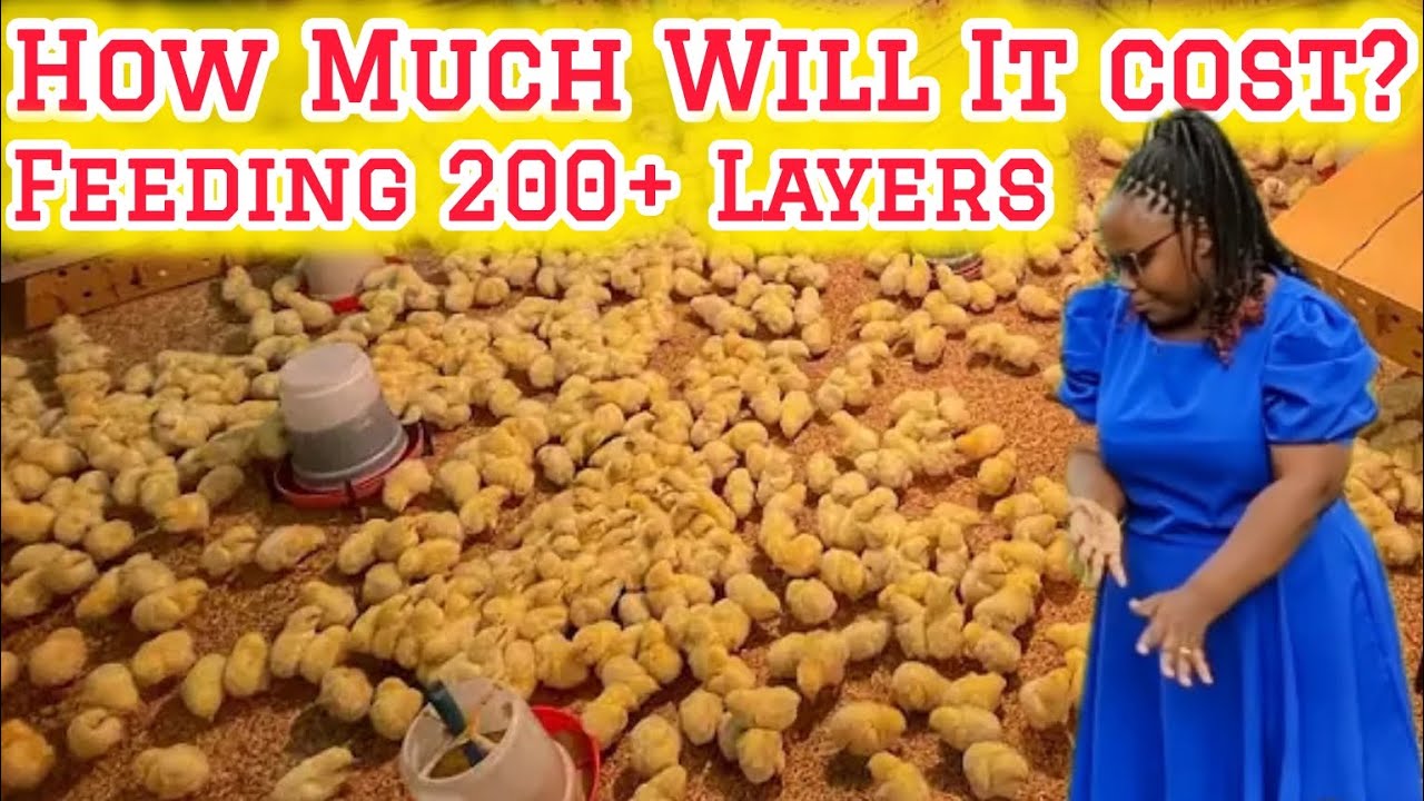 What You Should Know About Feeding LAYERS from Day one Till The Lay Eggs?