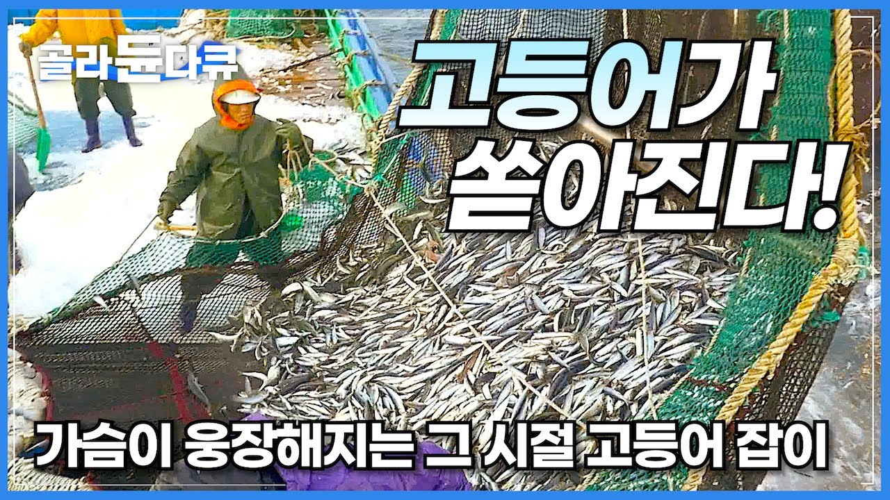 선단마다 평균 150억씩은 잡아 올렸다는 그리운 그 시절의 고등어잡이 다시 보기│고등어가 국민 생선이었던 이유│10시간 몰아 한 번에 잡아 올리는 어업 기술│한국기행│#골라듄다큐