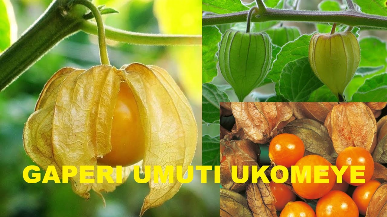 BURYA GAPERI NI UMUTI UKOMEYE||DORE IBYIZA BYA GAPERI||IBYO WAKITONDERA MU KUYIRYA