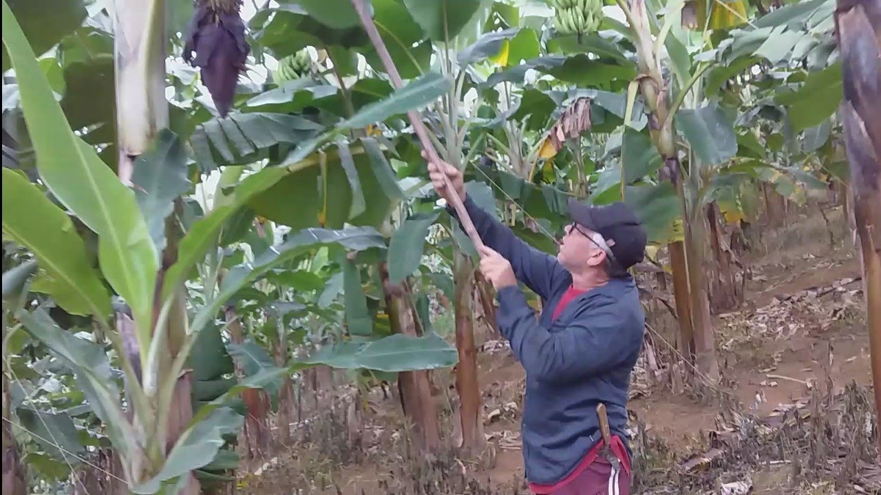 como tirar o coração da banana e escorando banana da terra Maranhão