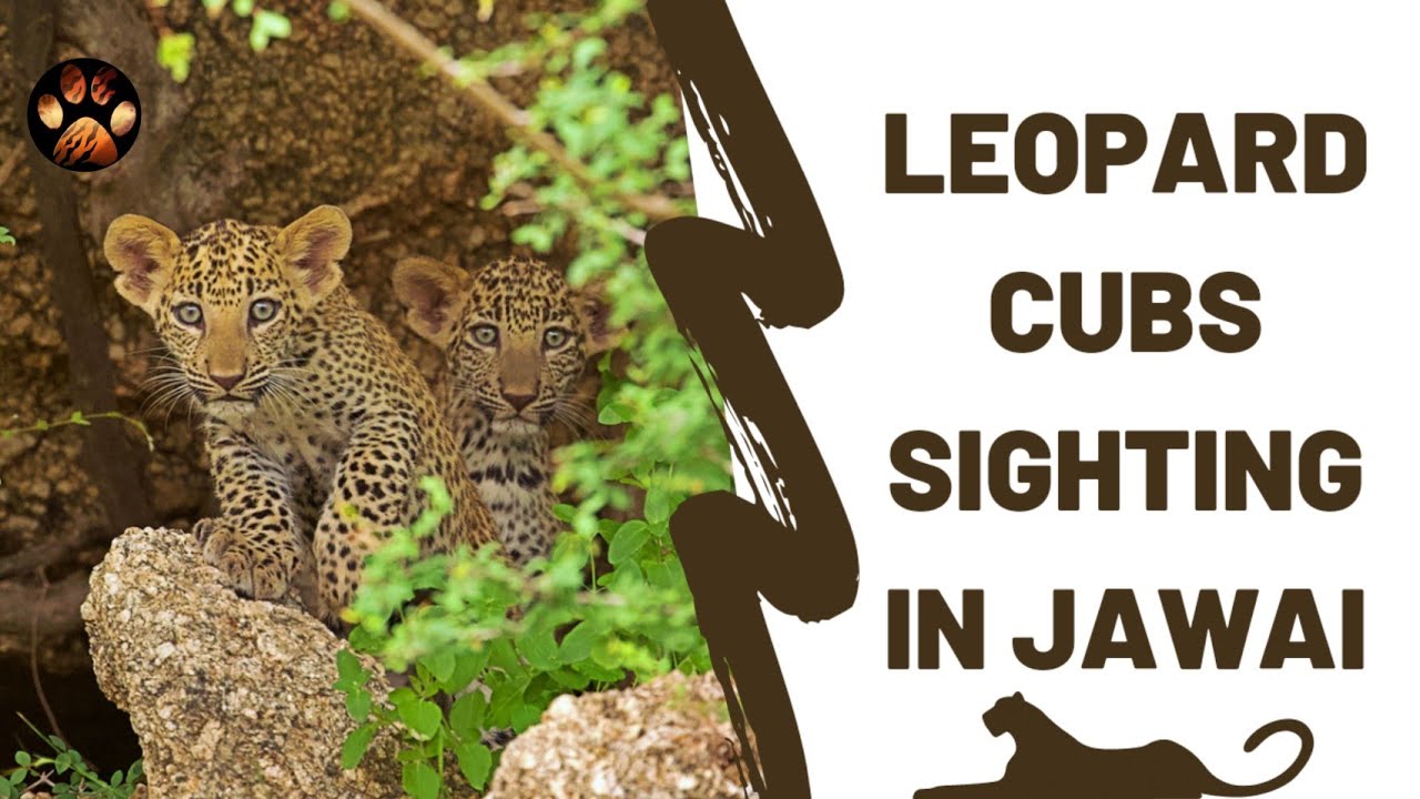 Episode 5 - Leopard Cubs Sighting in Jawai | Dominant Male Leopard Encounter in Jawai Leopard Safari