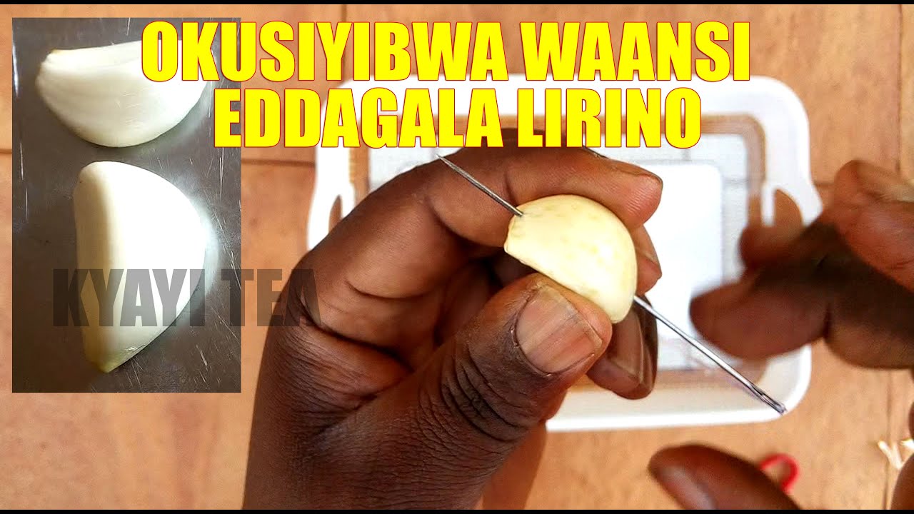 Asiyibwa Emana Eddagala Lirino Candida Garlic Ddagala nyo