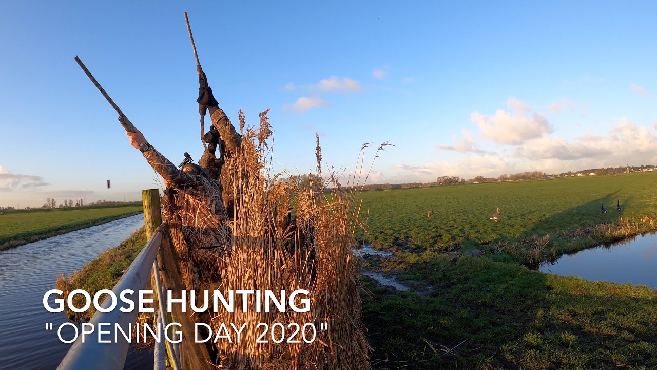 Goose hunting in Holland (ganzenjacht) - All species of geese on the opening day of 2020.