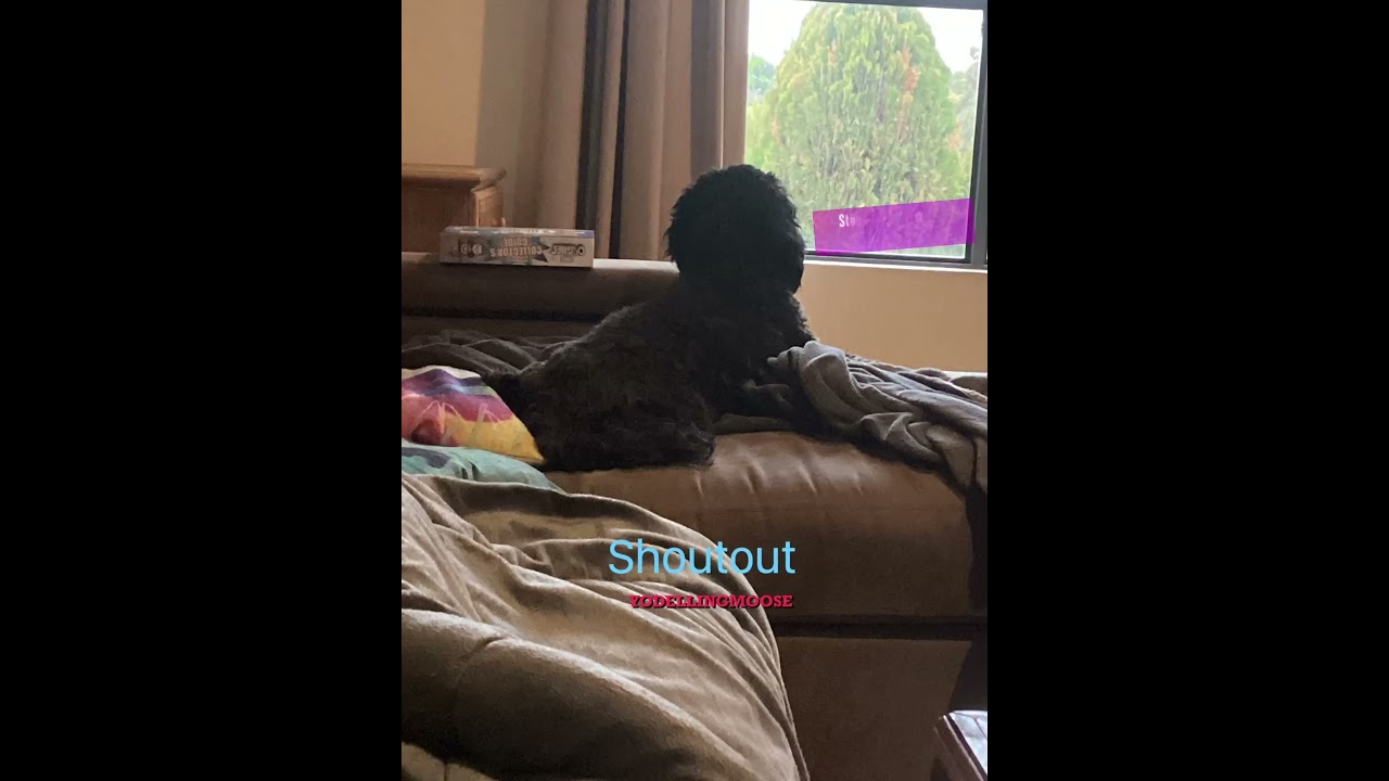#sleep #dog #clips #wake up #spoodle #subscribe #poodle #cocker #spaniel #cocker spaniel #music
