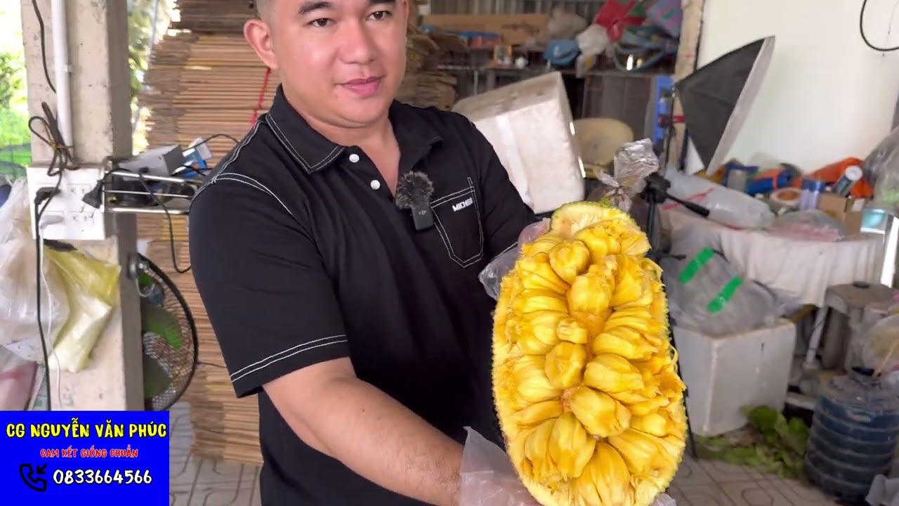 Mít mật đài loan tes trái chín cây cho a chi cùng tham khảo với trại giống bên em cây giống văn phúc