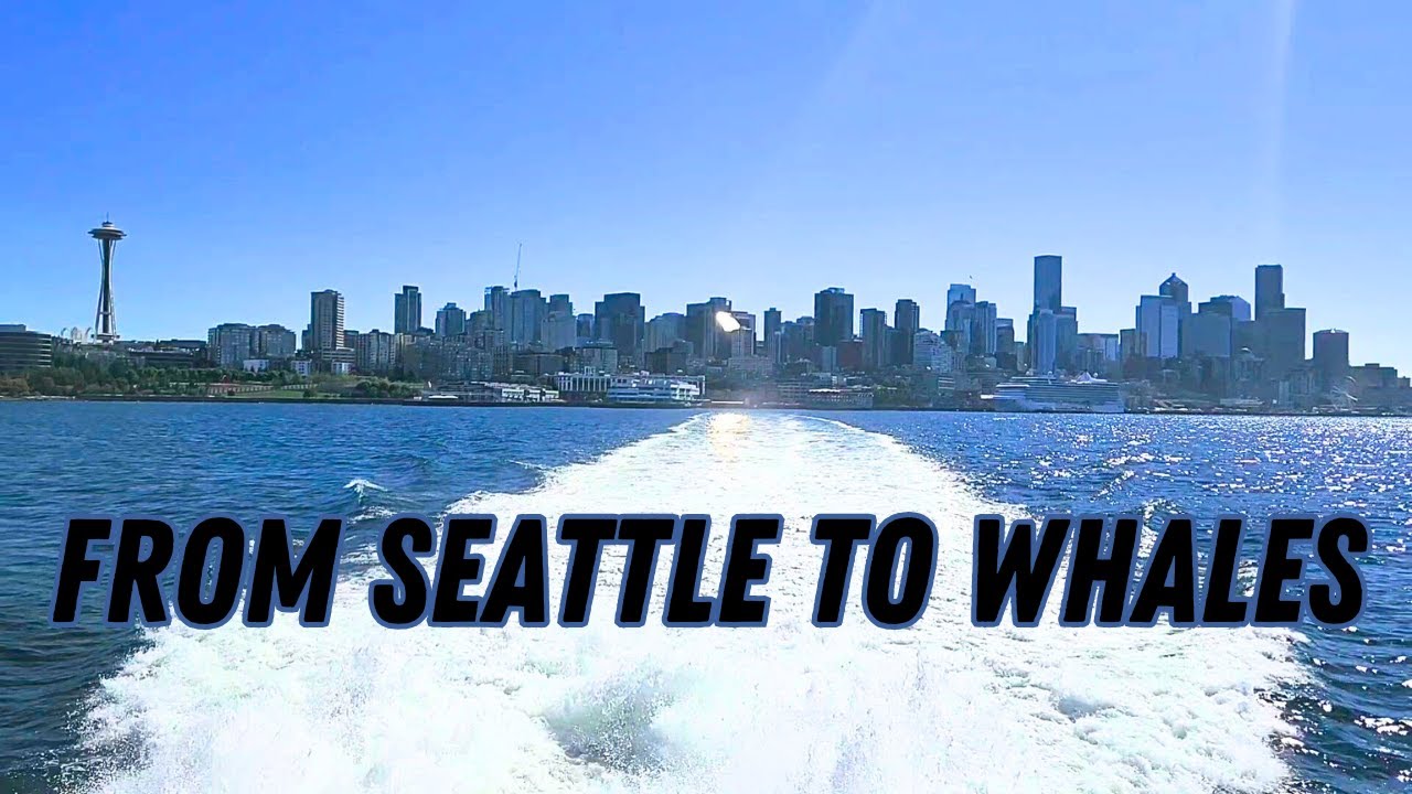Whale Watching Near Seattle | Orcas, Harbor Seals & Scenic Clipper Ride