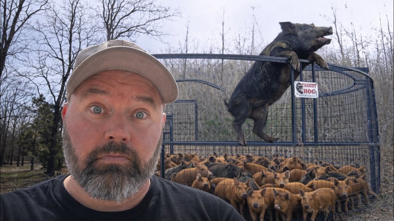 I Was Shocked At How Many Wild Pigs We Caught!