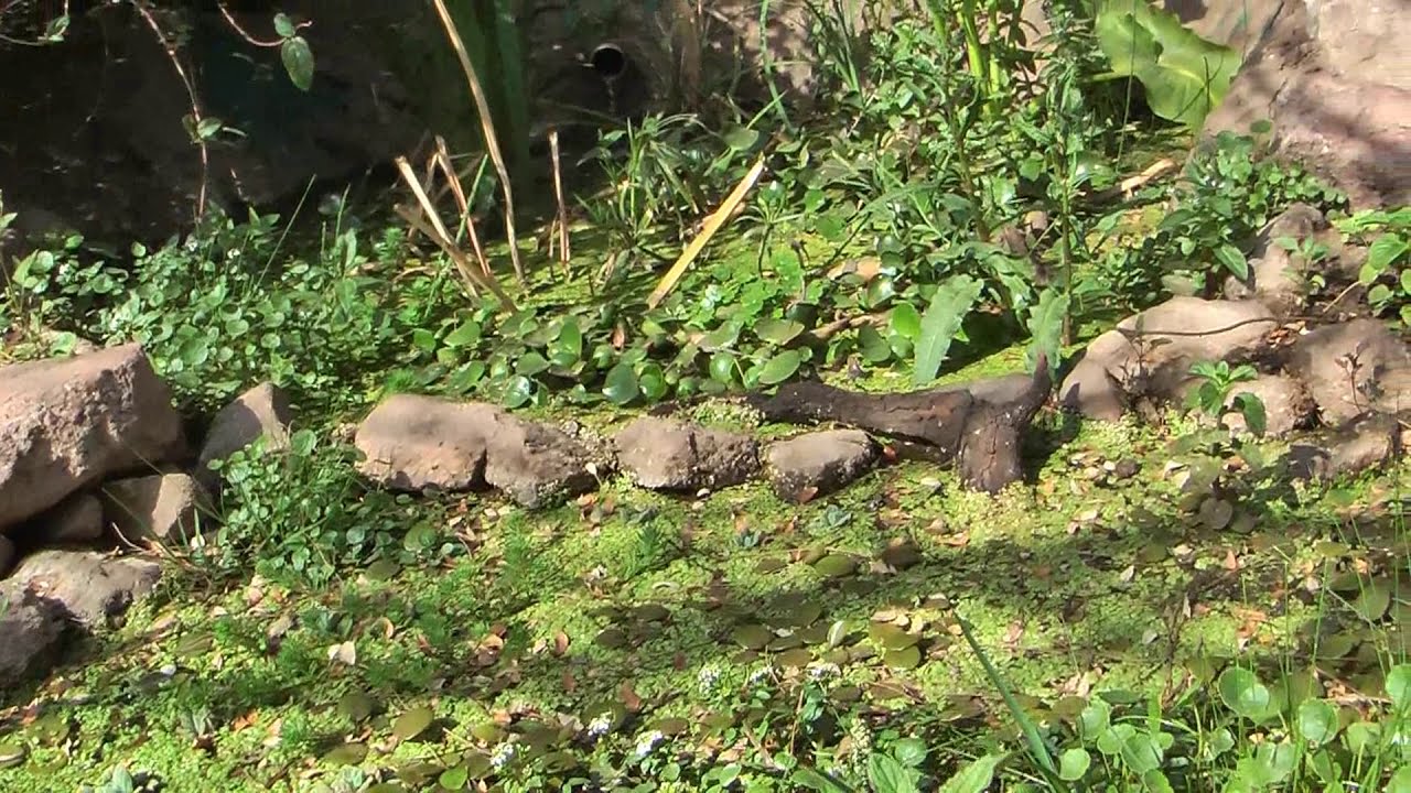 Tratamiento de Aguas Grises - Fitodepuración