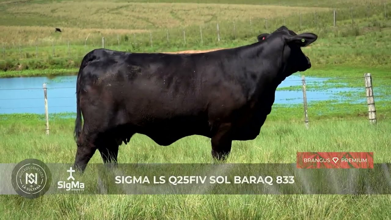 SIGMA LS Q25FIV SOL BARAQ 833 · Donantes Núcleo Genético La Sultana