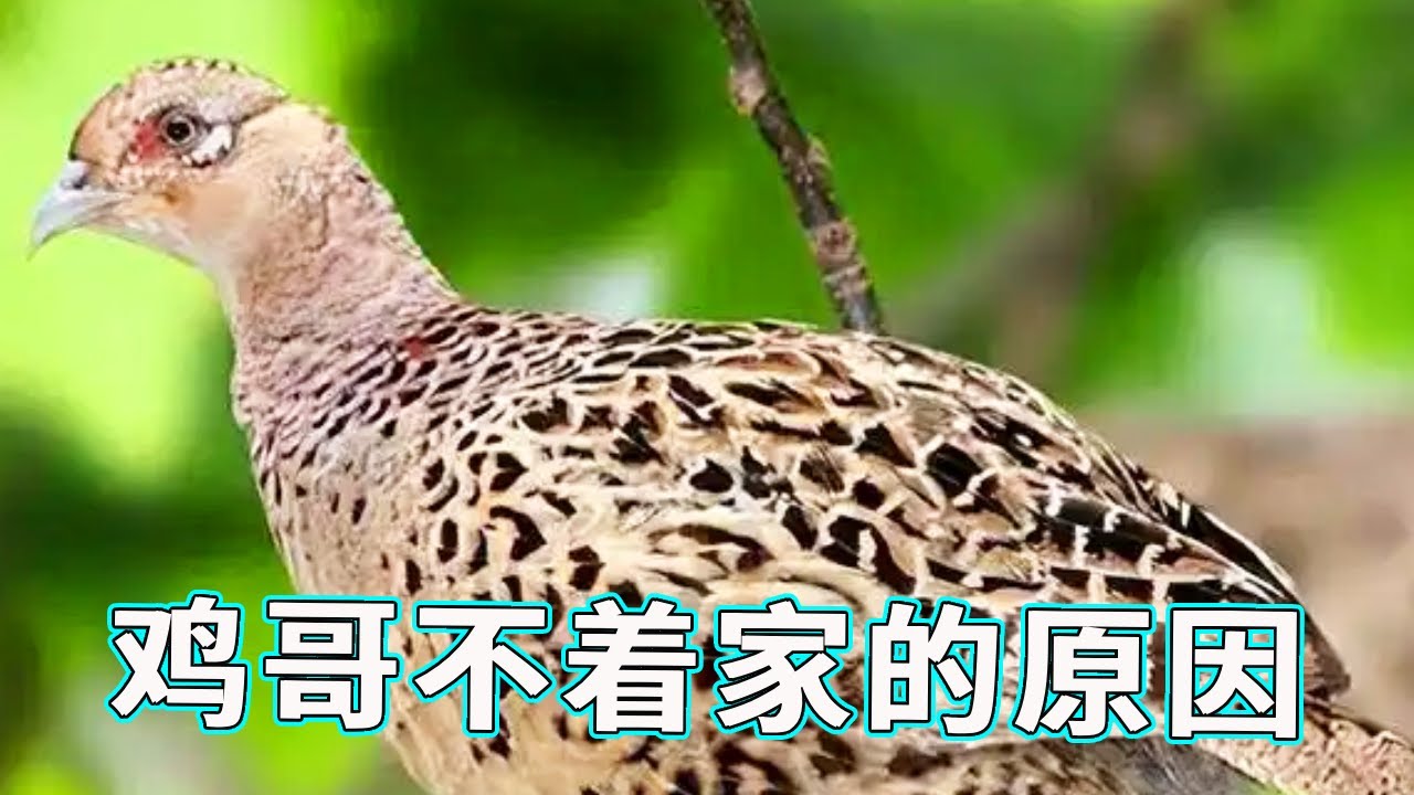 鸡哥最近回家的频次越来越低了，今天出门一看原来是因为找到了女朋友，不过女朋友看着胆子挺小看见人就跑了!【天下一场梦】