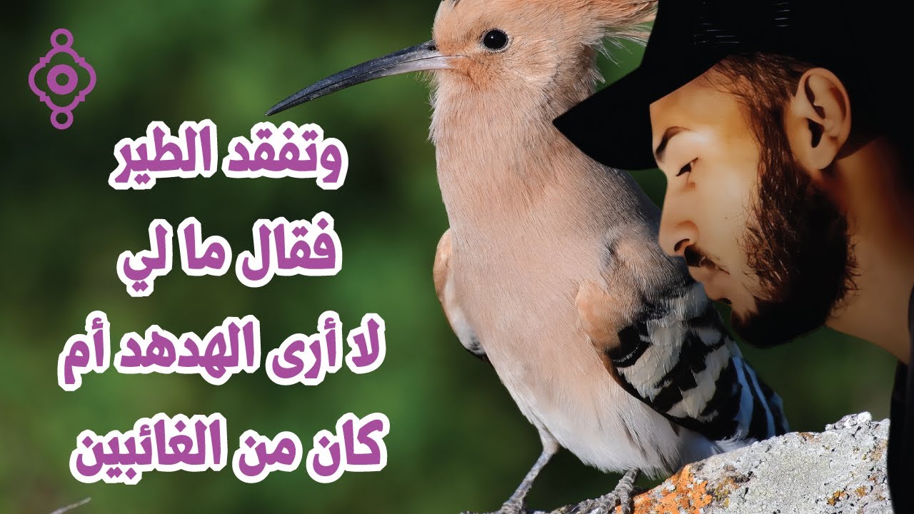 وتفقد الطير… ما لي لا أرى الهدهد😴 تلاوة خاشعة من سورة النمل 🐜 – Sura An-Naml Sheij Bilal Darbali