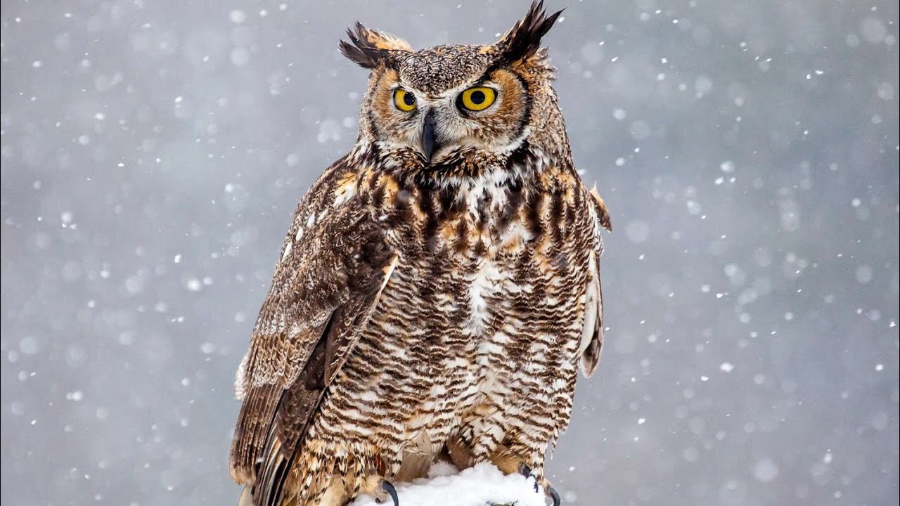 Owl Sound @Soundsvideosyt 