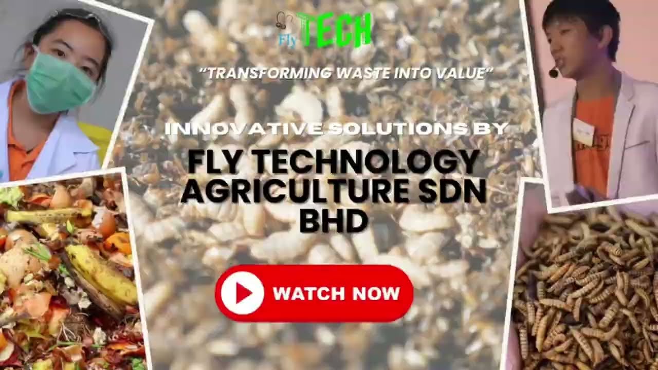 Organic Waste Management: Black Soldier Fly Solution