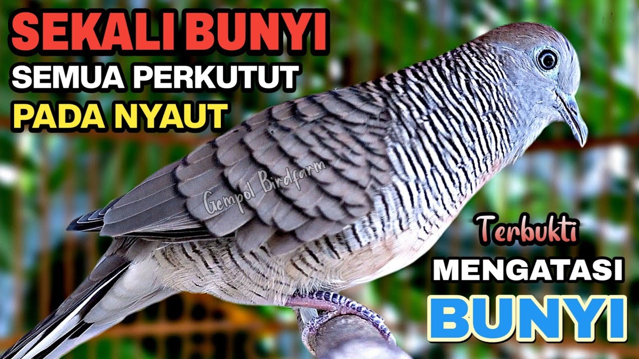 Perkutut Lokal Gacor RAJA PIKAT Ahlinya Bikin Semua Burung Perkutut Gacor Nyaut.