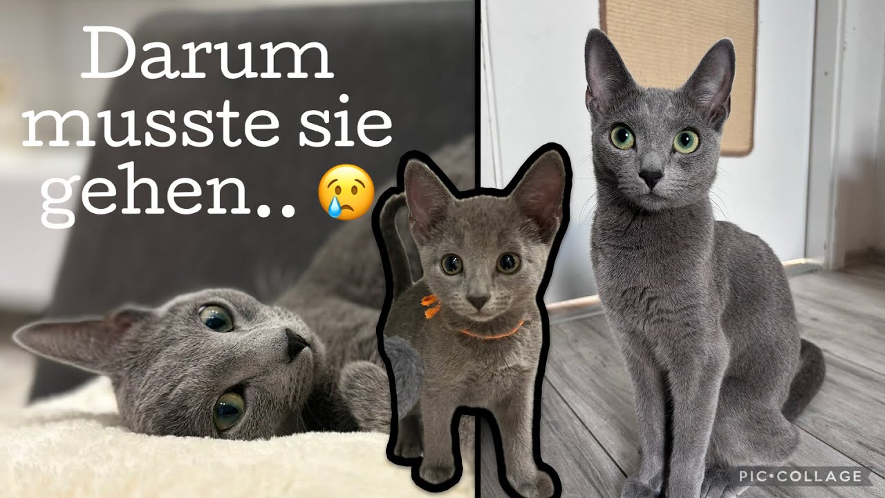 Warum haben wir Portakal abgegeben ? 😢 | Russisch Blau Katzen Alltag Vlog | VonPumaSilberfell