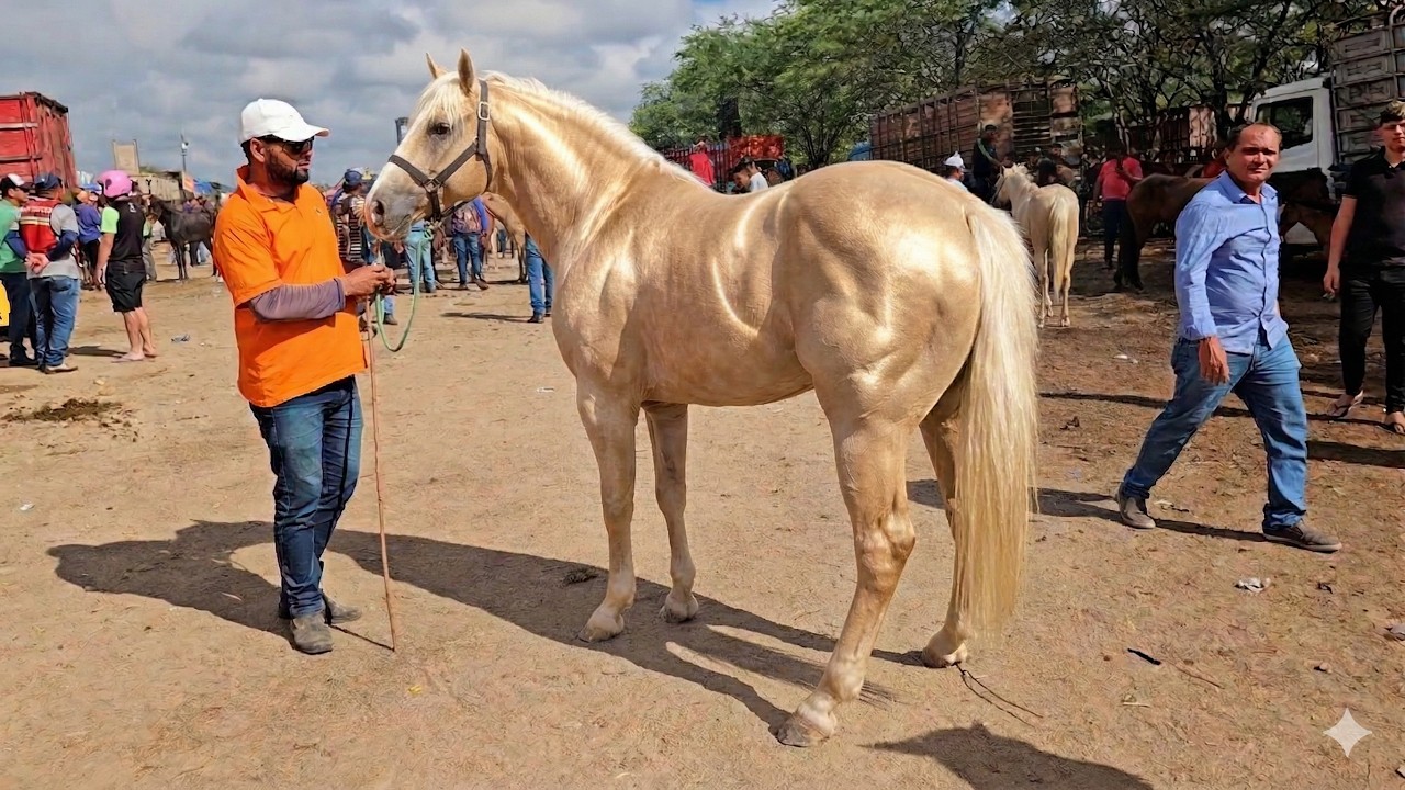 FEIRA DE CAVALOS DE CARUARU PE, TER&Ccedil;A FEIRA, (24/03/26) #nordeste