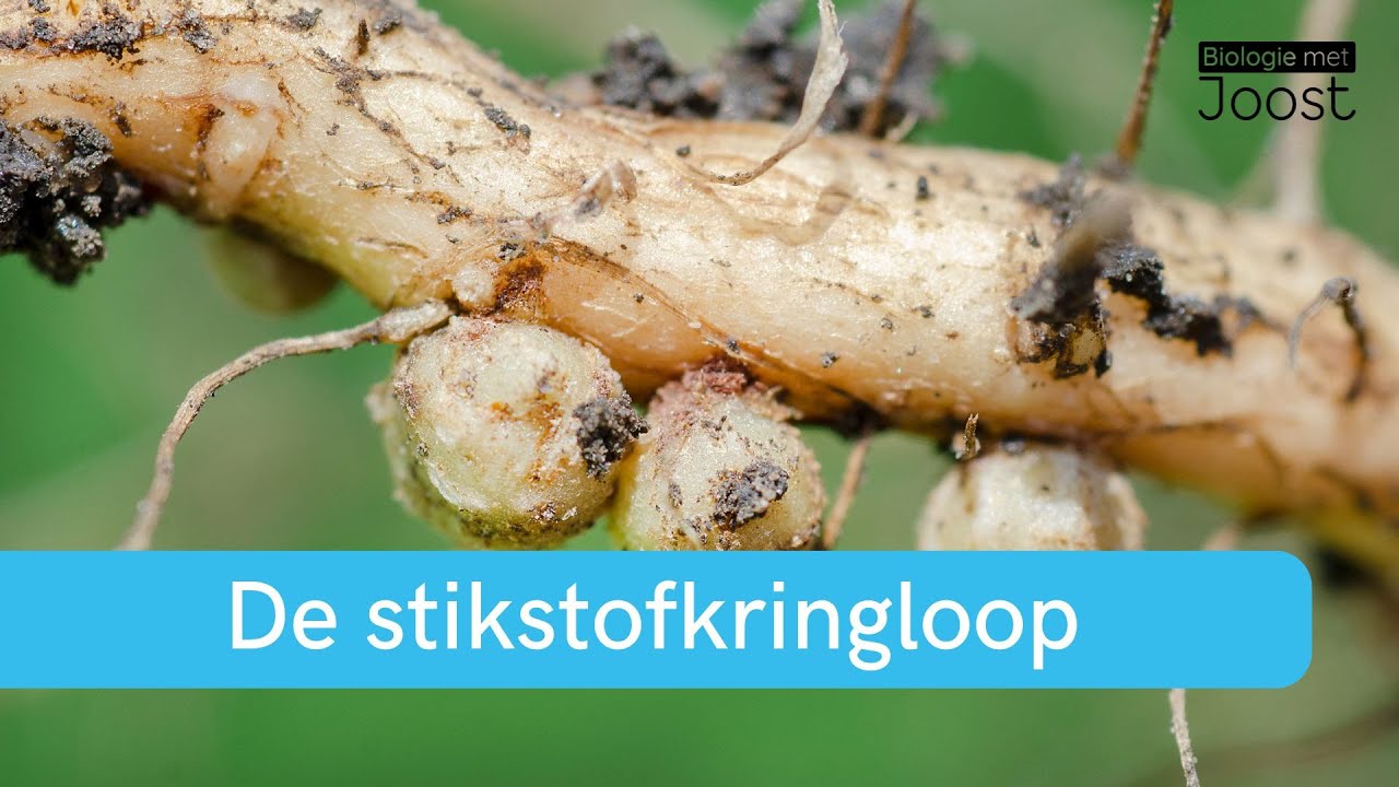Ecologie | De stikstofkringloop | Samenvatting