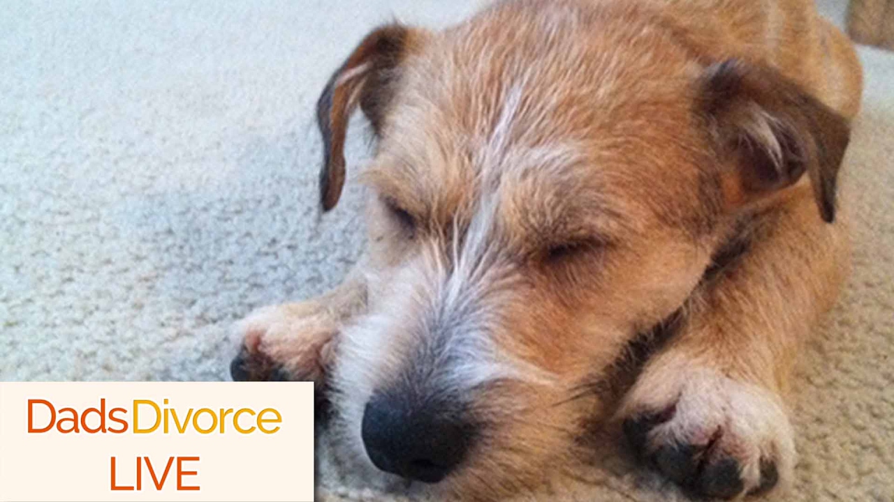 Pet Custody Becoming A Bigger Part Of Divorce Law - DadsDivorce LIVE