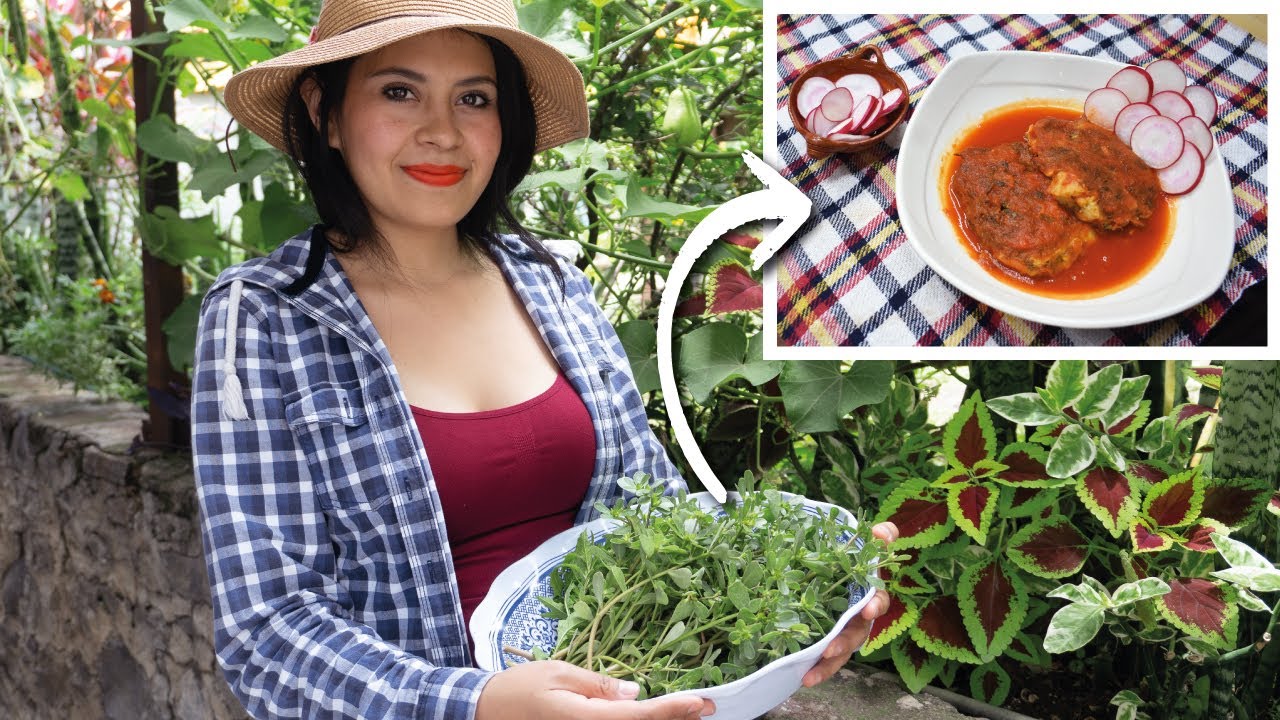 Temporada de verdolagas ¿Qué hacer con verdolagas? 🌿