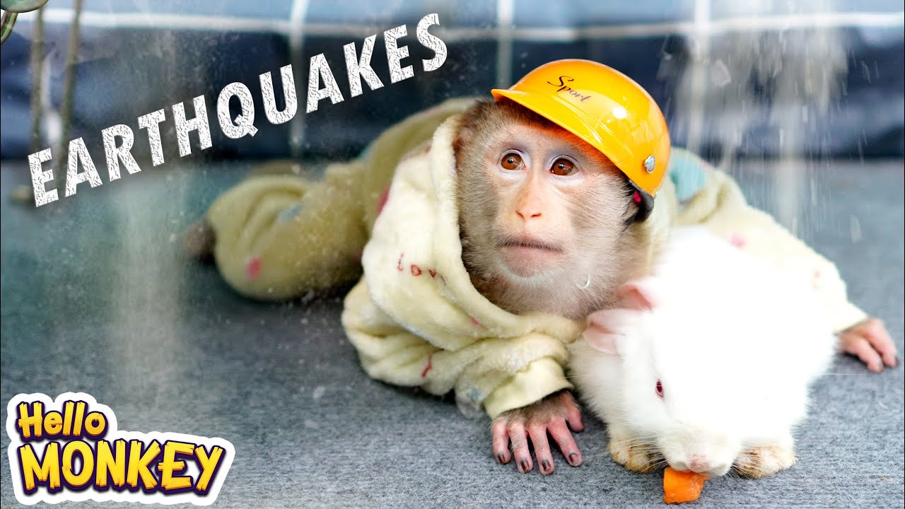 EARTHQUAKE!! Monkey Bobo And Rabbit Taking Care Of Each Other After The Earthquake 🐇🙉🌎