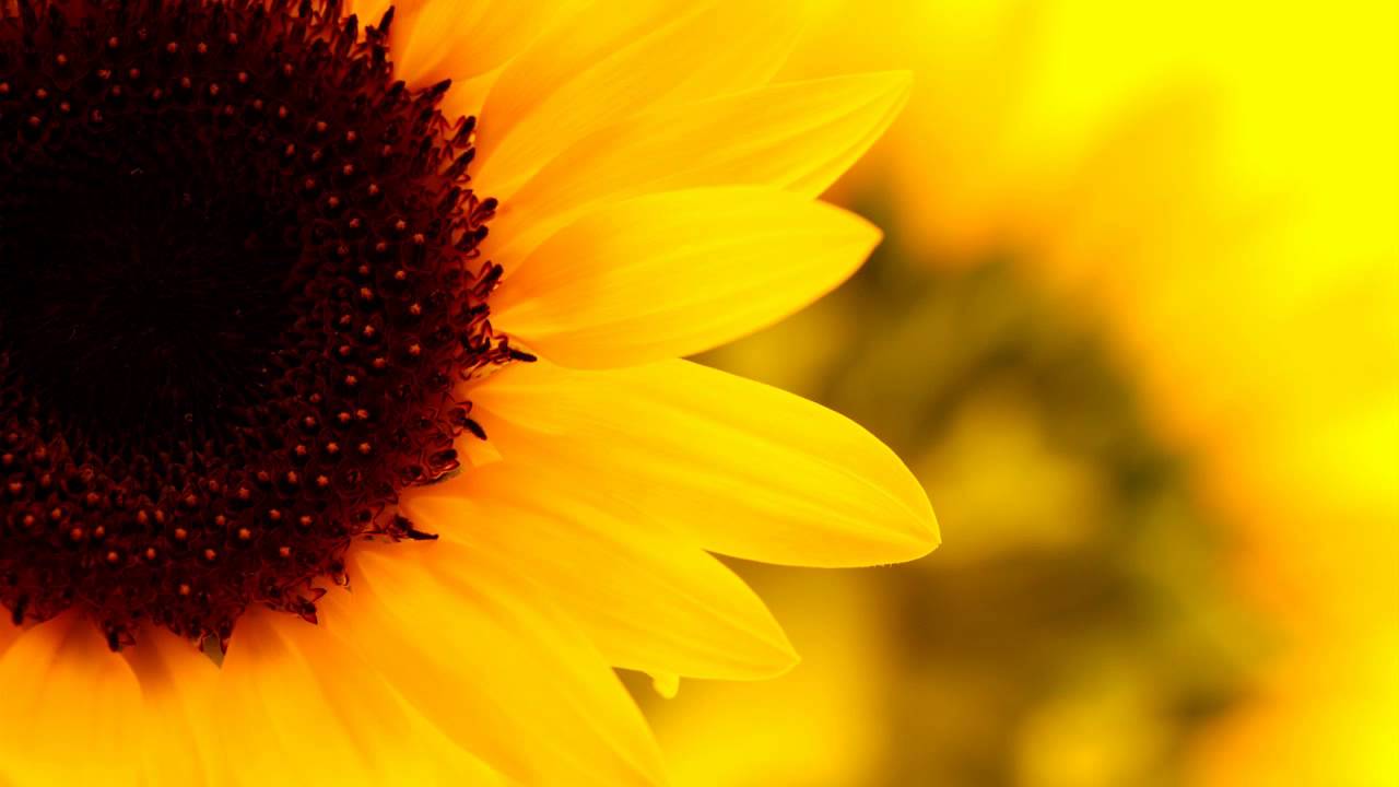 WARNING!! Extremely Powerful Frequency to Balance Solar Plexus Chakra | 182 Hz Vibrations & Music