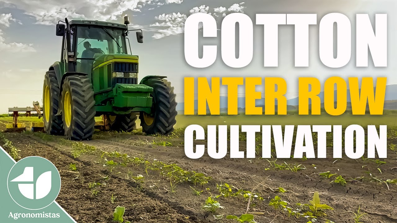 Βαμβάκι | Σκάλισμα εδάφους με περιστροφικό σκαλιστήρι